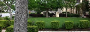 landscape maintenance austins best lawns